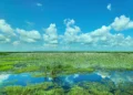 Anahuac National Wildlife Refuge: America’s Premier Birding and Wildlife Destination on the Texas Gulf Coast