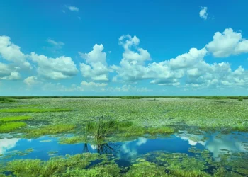 Anahuac National Wildlife Refuge: America’s Premier Birding and Wildlife Destination on the Texas Gulf Coast